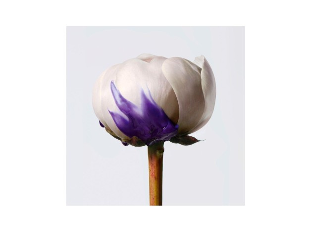 Shu Uemura Yubi Blonde Violet Perfector Balm 200Ml