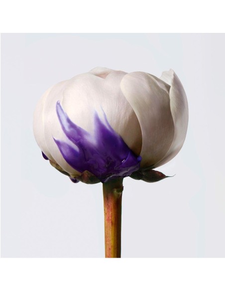 Shu Uemura Yubi Blonde Violet Perfector Balm 200Ml