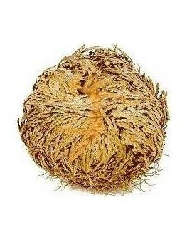 Rosa De Jerico Unidad